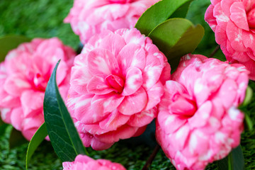 Selrcted garden camellia flower