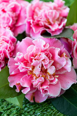 Selrcted garden camellia flower