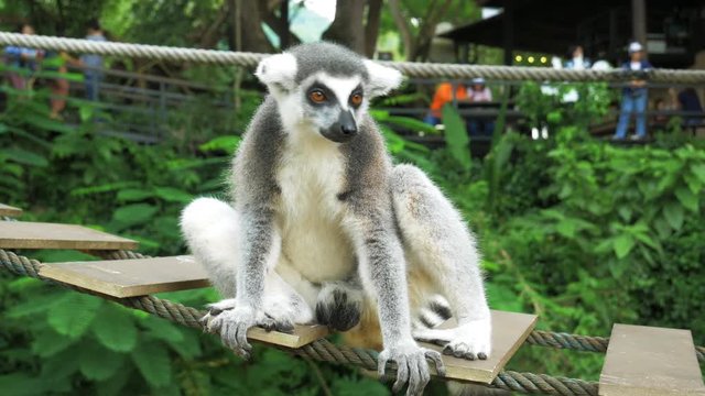 Close up Ring-tailed lemur Portrait in nature it is large strepsirrhine primate and most recognized lemur due to its long, black and white ringed tail.