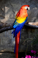 A beautiful large Scarlet Macaw native to humid evergreen forests in the American tropics.
