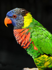 Rainbow Lorikeet Profile with a rainbow of colors!