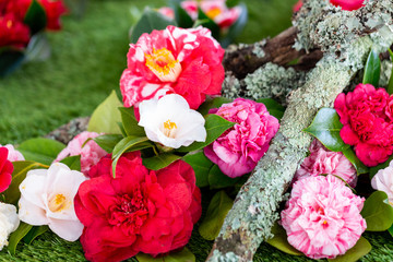 Selrcted garden camellia flower