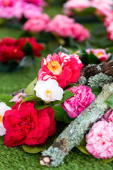 Selrcted garden camellia flower