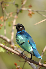 The Superb starling is a beautiful bird with a gregarious attitude.