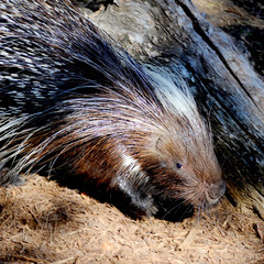 This African crested porcupine seeks shelter under a log.  