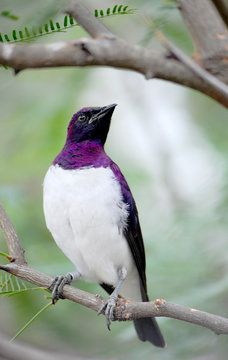 A pretty Violet Backed Starling sits on a tree branch.