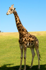 Single male giraffe stands under the shade of a large tree on a grassy hill. 