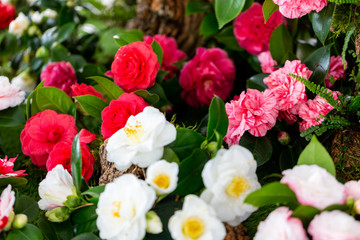 Selrcted garden camellia flower