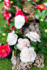 Obraz na płótnie Canvas Selrcted garden camellia flower