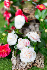 Selrcted garden camellia flower