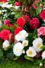 Fototapeta na wymiar Selrcted garden camellia flower