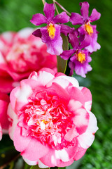 Selrcted garden camellia flower