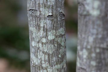 lichen on trunk of a tree