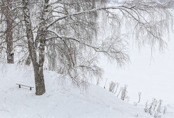 Winter landscape with a snow-covered birch and a bench, close-up
