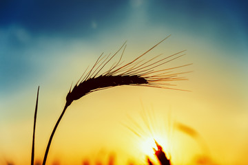 sihouette of wheat ears in sunset