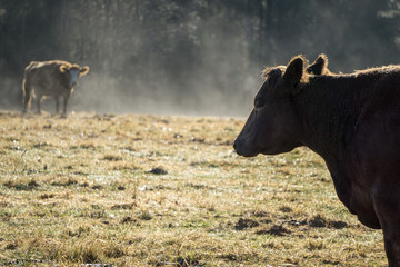 Cattle in the early dawn mist