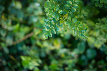 green leaf background