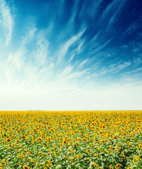 Fototapeta premium agriculture field with sunflowers and blue sky with clouds over it
