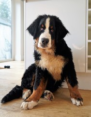 Portrait of a Bernese Mountain Dog puppy sitting in front of white kitchen unit. 