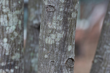 lichen on trunk of a tree