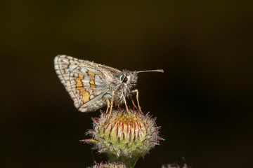 butterfly nature flower macro drop