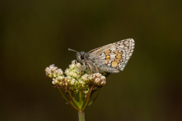 butterfly nature flower macro drop