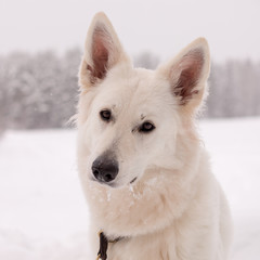 portrait of a white beautiful dog in a snowy landscape