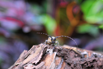 wood rodent beetle
