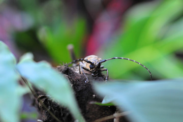 wood rodent beetle