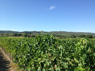 Fototapeta na wymiar champs de vignes dans le sud de la france