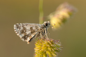 butterfly nature flower macro drop