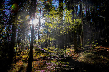 Bayerischer Wald