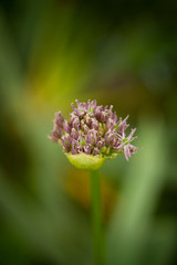 Macro of a wild flower