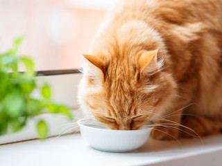 Close up photo of cute ginger cat drinking milk from white bowl. Fluffy thirsty pet on window sill.