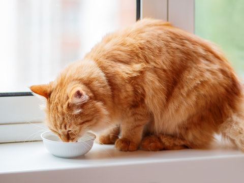 Cute ginger cat drinking milk from white bowl. Fluffy thirsty pet on window sill.