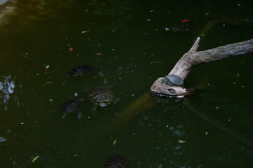 Turtles Trachemys scripta or Pond slider with red-eared slider in the pond resting on branch.