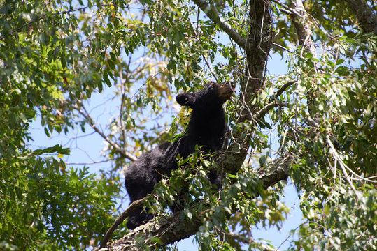 Black bear cub in a tree in the Smokey Mountains