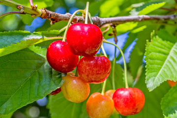 Obraz premium Berries of a cherry on a branch in the garden