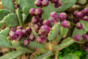 Eastern Prickly Pear 