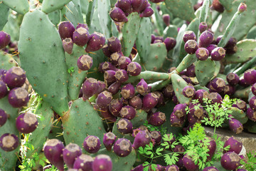 Eastern Prickly Pear 