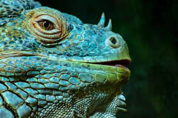 Fototapeta premium Iguana Male close up on dark background.
