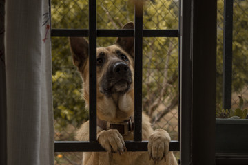 Perro pastor alemán mirando por dentro de la ventana