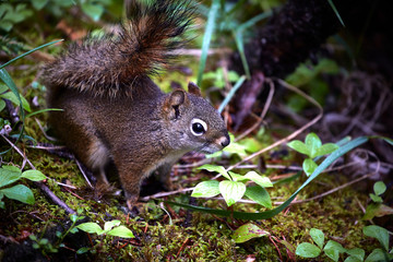 cute squirrel macro