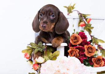 dachshund puppy brown tan color and flowers roses