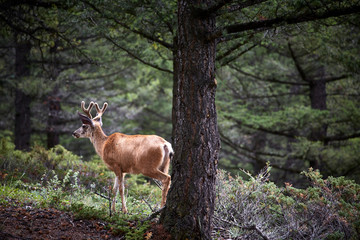 young buck deer standing in a wood