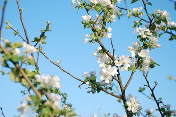 an apple tree blooms in the garden