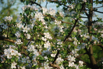 an apple tree blooms in the garden