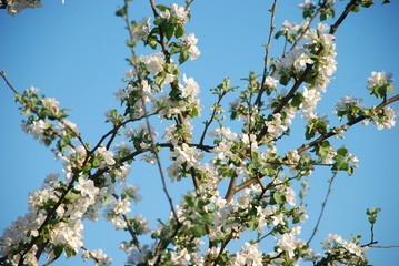 an apple tree blooms in the garden