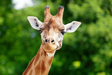 Close-up of a giraffe in front of some green trees, looking at the camera as if to say You looking...