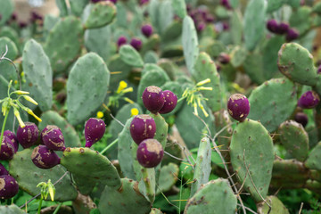 Eastern Prickly Pear 